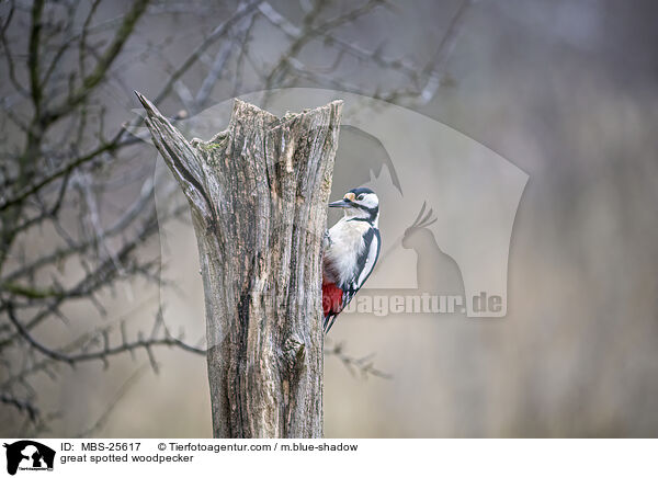 Buntspecht / great spotted woodpecker / MBS-25617