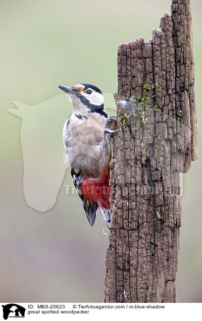 Buntspecht / great spotted woodpecker / MBS-25623