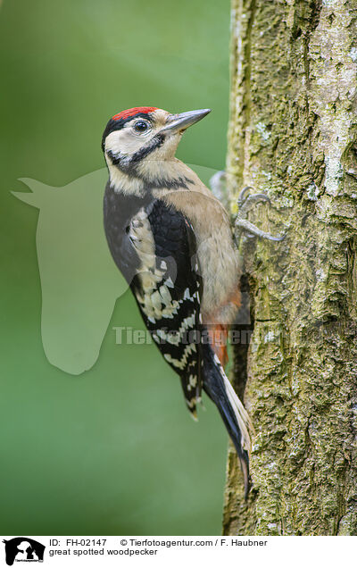 Buntspecht / great spotted woodpecker / FH-02147