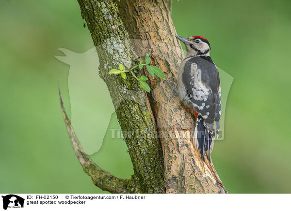 Buntspecht / great spotted woodpecker / FH-02150