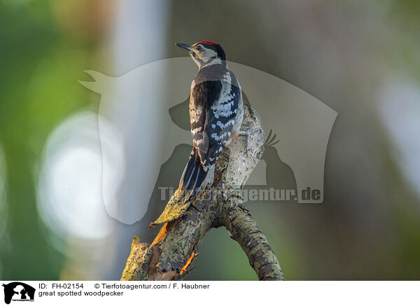 Buntspecht / great spotted woodpecker / FH-02154