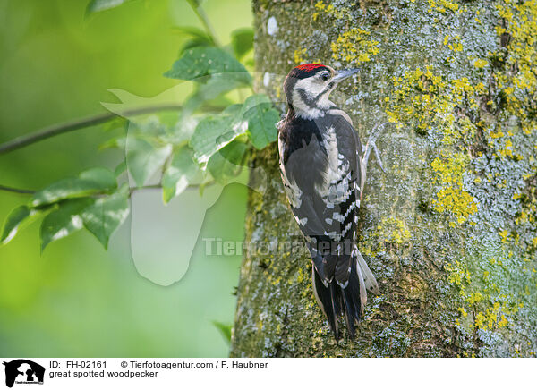 Buntspecht / great spotted woodpecker / FH-02161