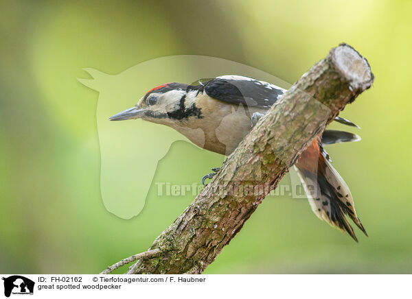 Buntspecht / great spotted woodpecker / FH-02162