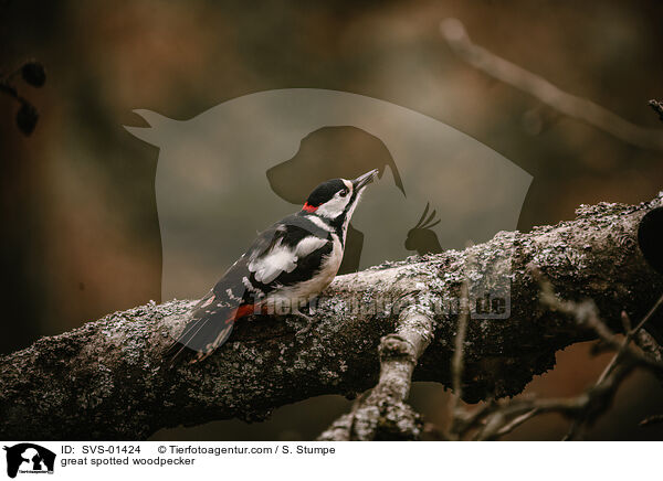 Buntspecht / great spotted woodpecker / SVS-01424