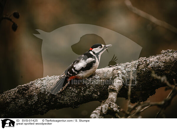 Buntspecht / great spotted woodpecker / SVS-01425