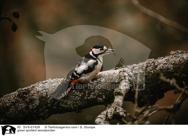 great spotted woodpecker / SVS-01426