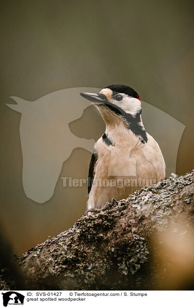 Buntspecht / great spotted woodpecker / SVS-01427