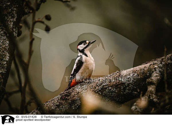 Buntspecht / great spotted woodpecker / SVS-01428