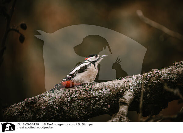 Buntspecht / great spotted woodpecker / SVS-01430