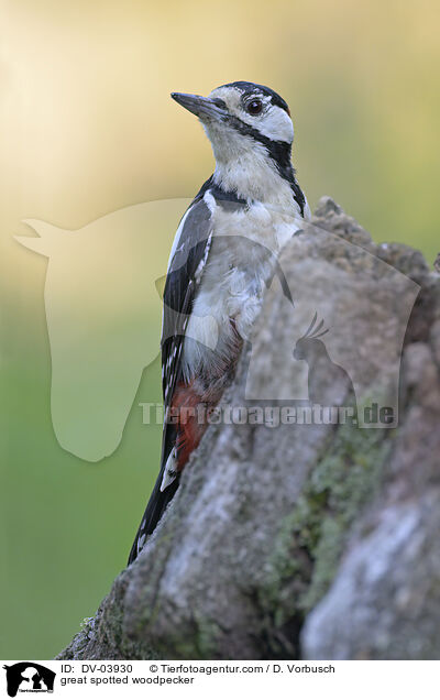 Buntspecht / great spotted woodpecker / DV-03930