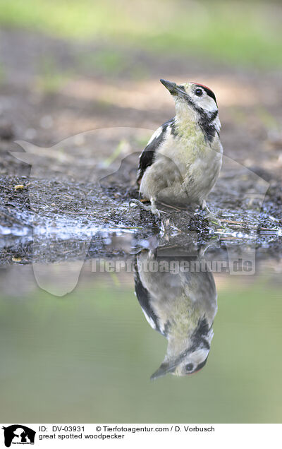 Buntspecht / great spotted woodpecker / DV-03931