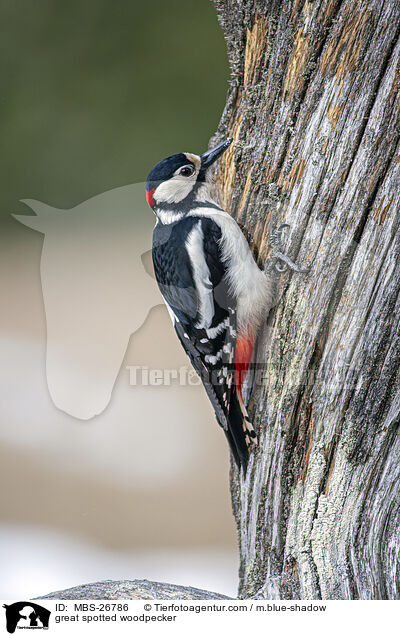 great spotted woodpecker / MBS-26786
