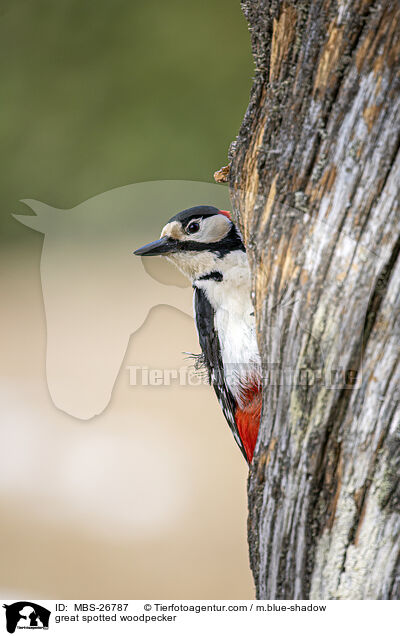 great spotted woodpecker / MBS-26787