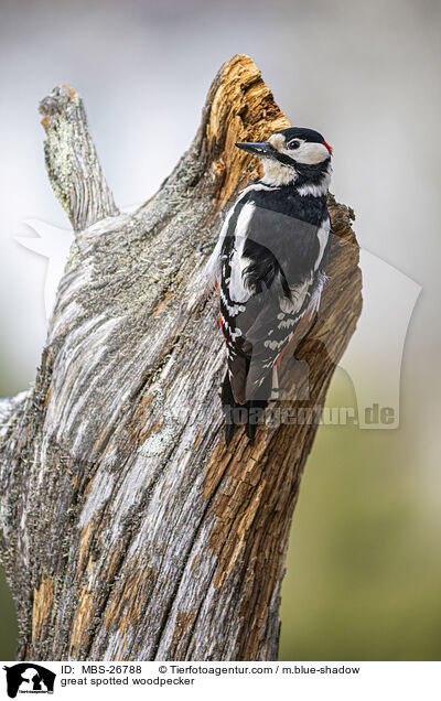 great spotted woodpecker / MBS-26788