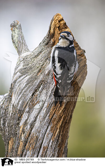 Buntspecht / great spotted woodpecker / MBS-26789