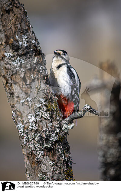 great spotted woodpecker / MBS-26790