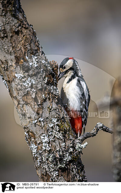 great spotted woodpecker / MBS-26791