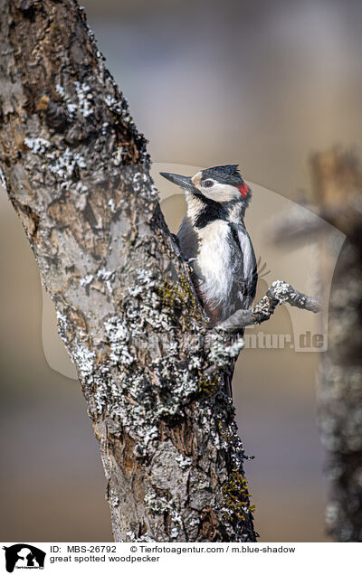 Buntspecht / great spotted woodpecker / MBS-26792