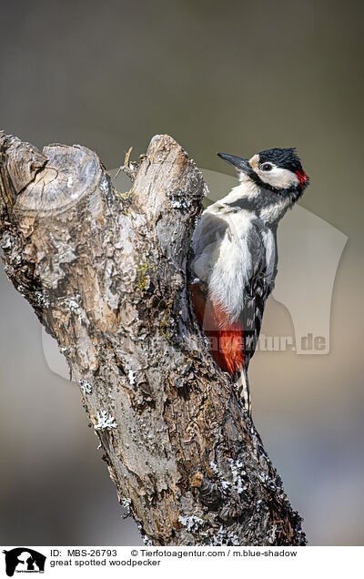 great spotted woodpecker / MBS-26793