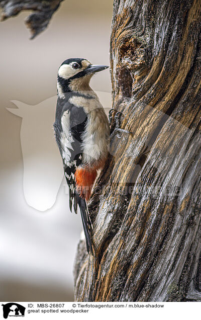great spotted woodpecker / MBS-26807