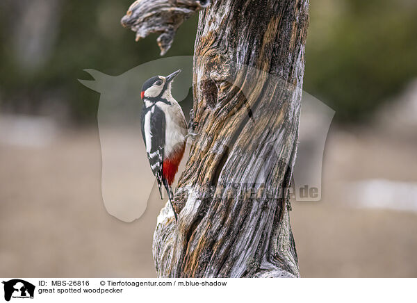 great spotted woodpecker / MBS-26816