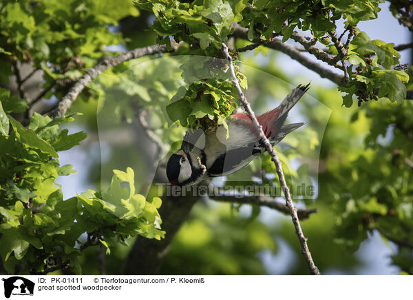 great spotted woodpecker / PK-01411