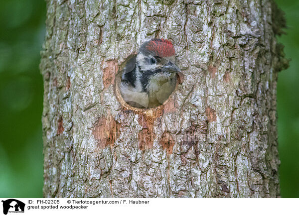 Buntspecht / great spotted woodpecker / FH-02305