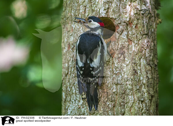 great spotted woodpecker / FH-02306