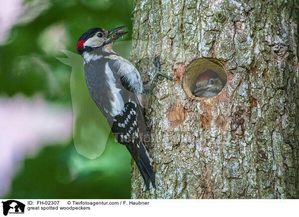 Buntspechte / great spotted woodpeckers / FH-02307