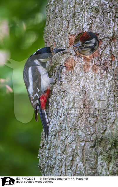 great spotted woodpeckers / FH-02308