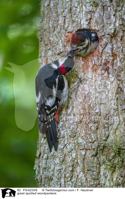 great spotted woodpeckers / FH-02309