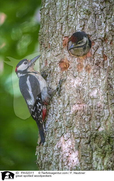 Buntspechte / great spotted woodpeckers / FH-02311