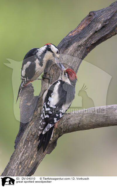 great spotted woodpecker / DV-04010