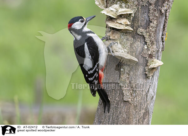 Buntspecht / great spotted woodpecker / AT-02412