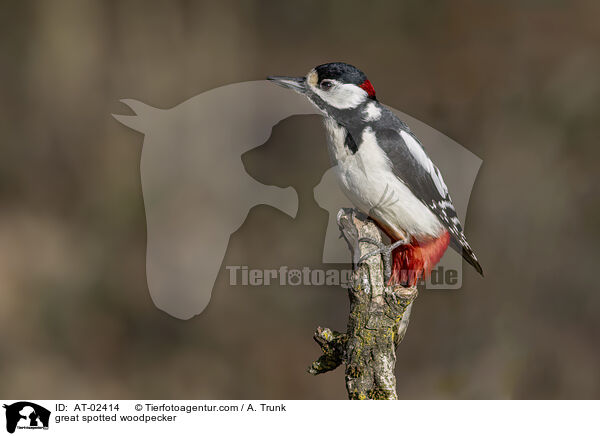 Buntspecht / great spotted woodpecker / AT-02414