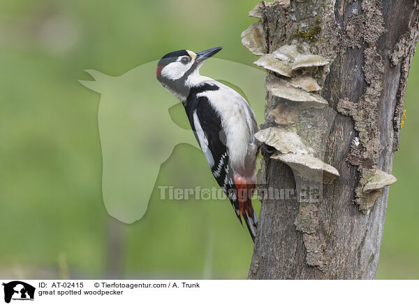 Buntspecht / great spotted woodpecker / AT-02415