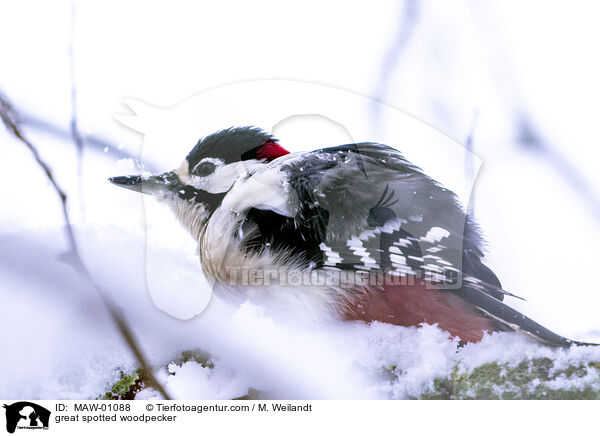 Buntspecht / great spotted woodpecker / MAW-01088