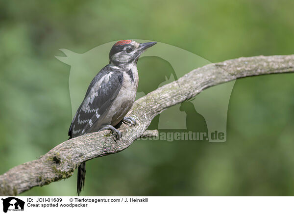 Great spotted woodpecker / JOH-01689