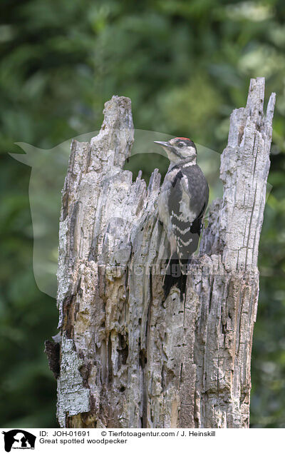 Great spotted woodpecker / JOH-01691