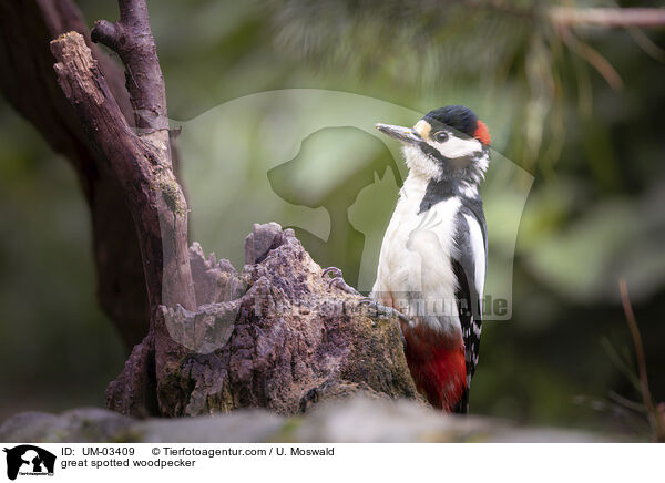 great spotted woodpecker / UM-03409