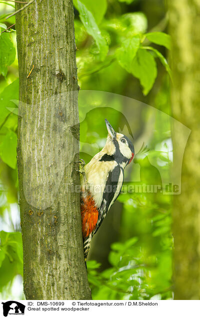 Buntspecht / Great spotted woodpecker / DMS-10699