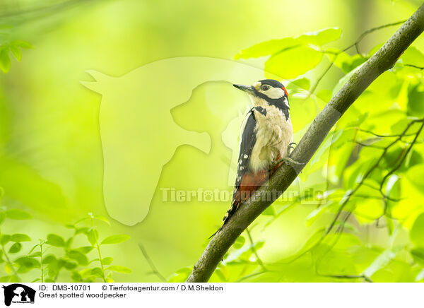 Great spotted woodpecker / DMS-10701