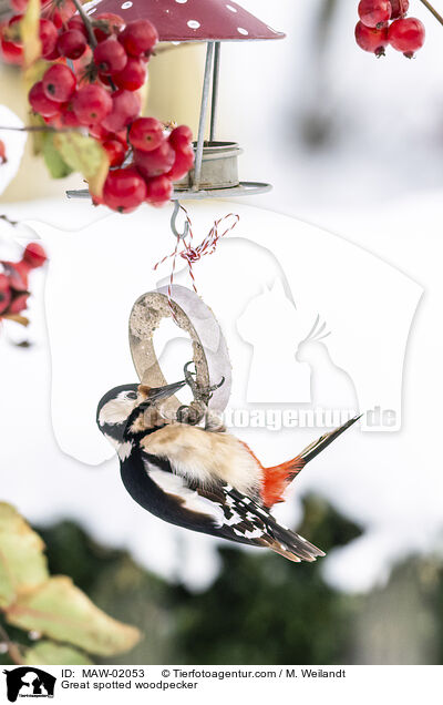 Buntspecht / Great spotted woodpecker / MAW-02053