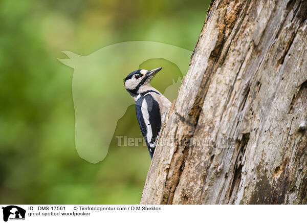 Buntspecht / great spotted woodpecker / DMS-17561