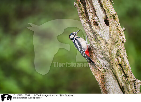 Buntspecht / great spotted woodpecker / DMS-17562
