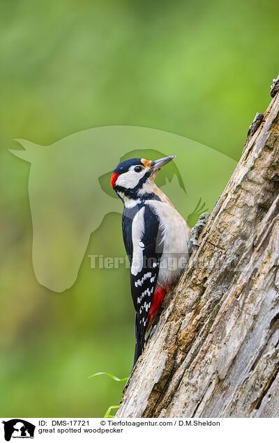 Buntspecht / great spotted woodpecker / DMS-17721