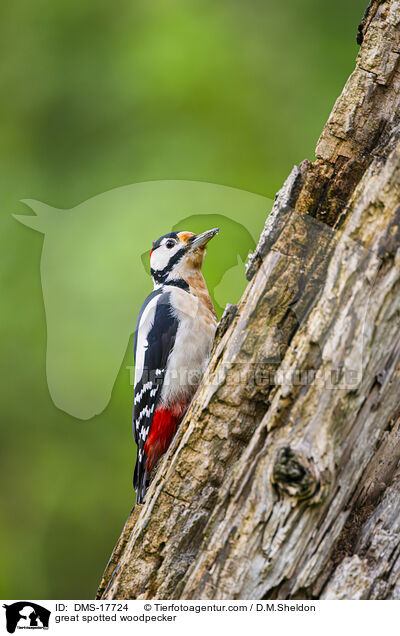 Buntspecht / great spotted woodpecker / DMS-17724