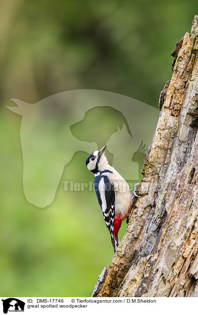 Buntspecht / great spotted woodpecker / DMS-17746