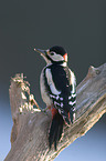 great spotted woodpecker