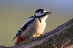 great spotted woodpecker